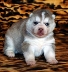 Siberian Husky Nordic Fire