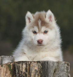 Siberian Husky Nordic Fire