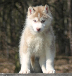 Siberian Husky Nordic Fire