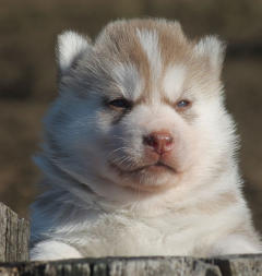 Siberian Husky Nordic Fire