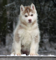 Siberian Husky Nordic Fire