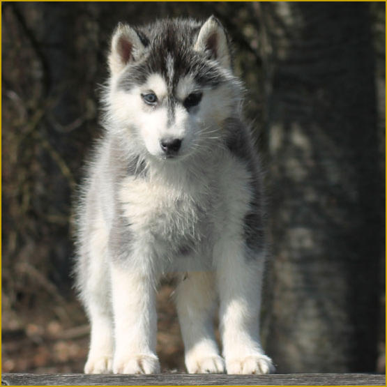 Siberian Husky Nordic Fire