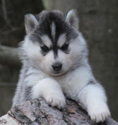 Siberian Husky Nordic Fire