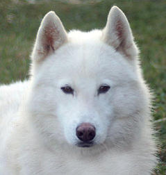 Siberian Husky Nordic Fire