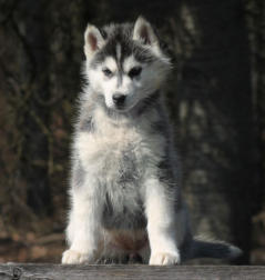 Siberian Husky Nordic Fire