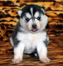 Siberian Husky Nordic Fire