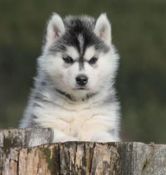 Siberian Husky Nordic Fire