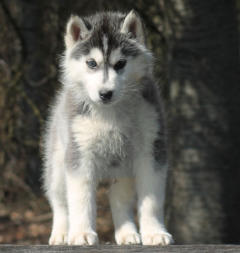 Siberian Husky Nordic Fire