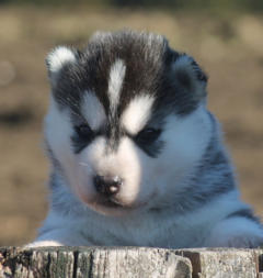 Siberian Husky Nordic Fire