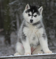 Siberian Husky Nordic Fire