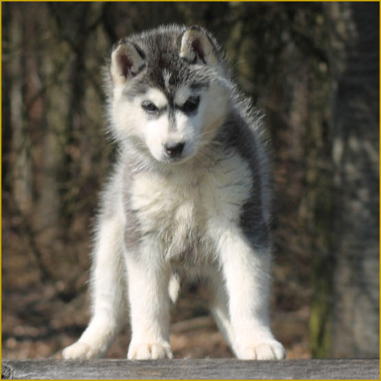 Siberian Husky Nordic Fire