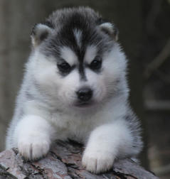 Siberian Husky Nordic Fire