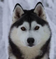 Siberian Husky Nordic Fire