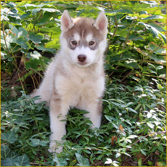 Siberian Husky Nordic Fire