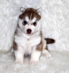 Siberian Husky Nordic Fire