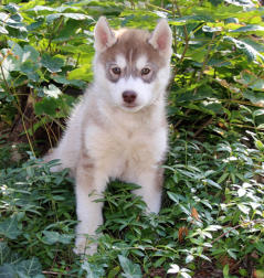 Siberian Husky Nordic Fire