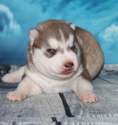 Siberian Husky Nordic Fire