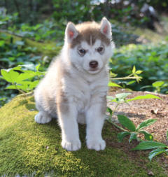 Siberian Husky Nordic Fire