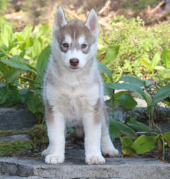 Siberian Husky Nordic Fire