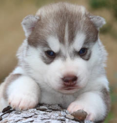 Siberian Husky Nordic Fire