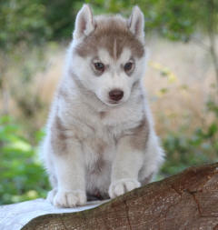 Siberian Husky Nordic Fire