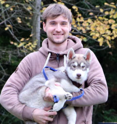 Siberian Husky Nordic Fire