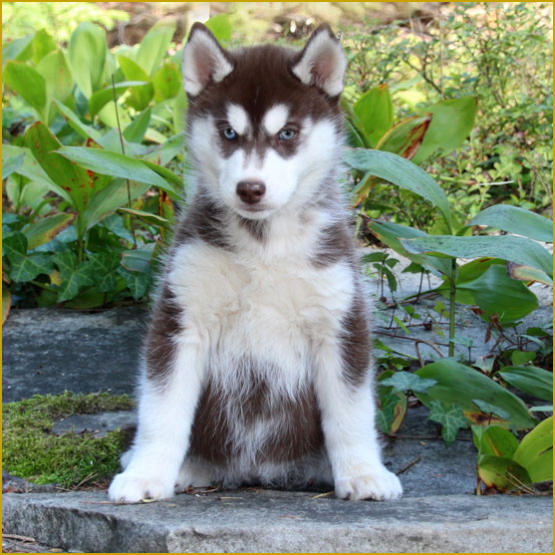 Siberian Husky Nordic Fire