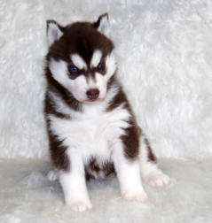 Siberian Husky Nordic Fire