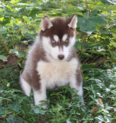 Siberian Husky Nordic Fire