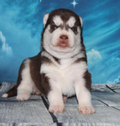 Siberian Husky Nordic Fire