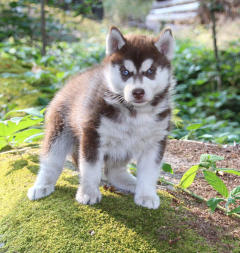 Siberian Husky Nordic Fire