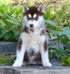 Siberian Husky Nordic Fire