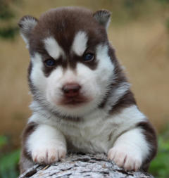 Siberian Husky Nordic Fire