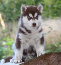 Siberian Husky Nordic Fire