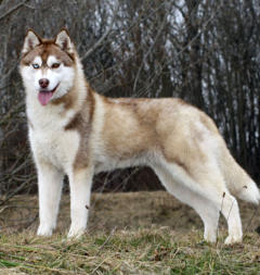 Siberian Husky Nordic Fire