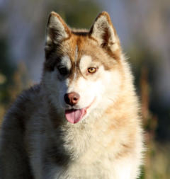 Siberian Husky Nordic Fire