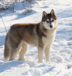 Siberian Husky Nordic Fire