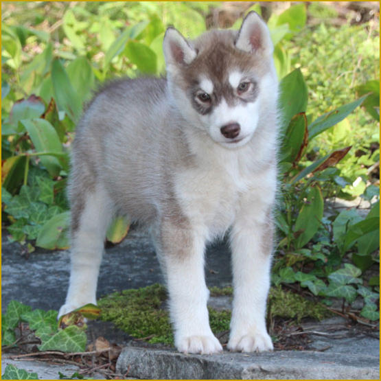 Siberian Husky Nordic Fire