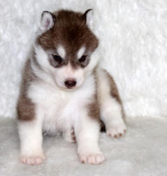 Siberian Husky Nordic Fire