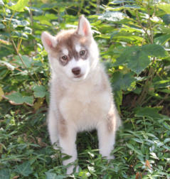 Siberian Husky Nordic Fire