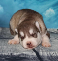 Siberian Husky Nordic Fire