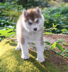 Siberian Husky Nordic Fire