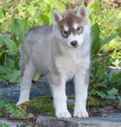 Siberian Husky Nordic Fire