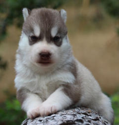 Siberian Husky Nordic Fire