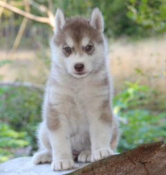 Siberian Husky Nordic Fire