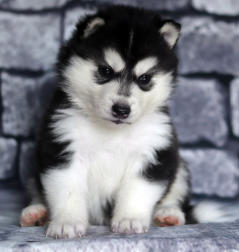 Siberian Husky Nordic Fire