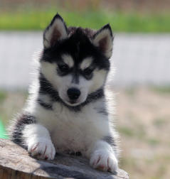 Siberian Husky Nordic Fire