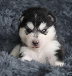 Siberian Husky Nordic Fire