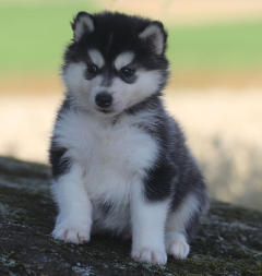 Siberian Husky Nordic Fire