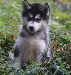 Siberian Husky Nordic Fire